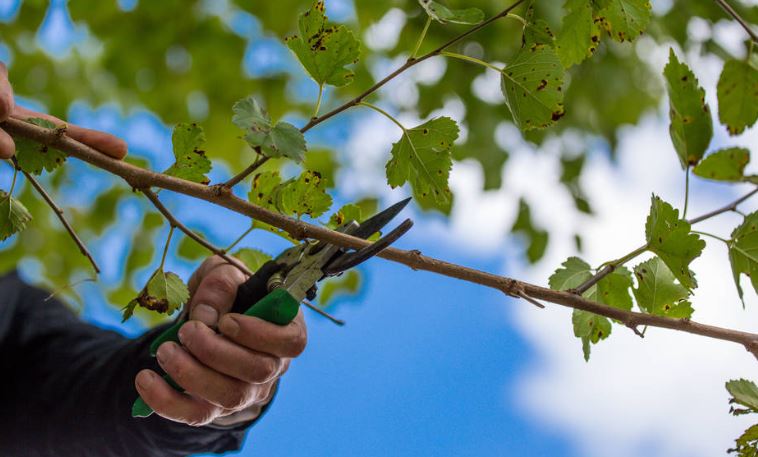 Autumn agricultural works, orchard maintenance, branching on fruit trees