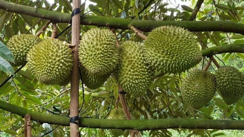 Trái sầu riêng Musang King