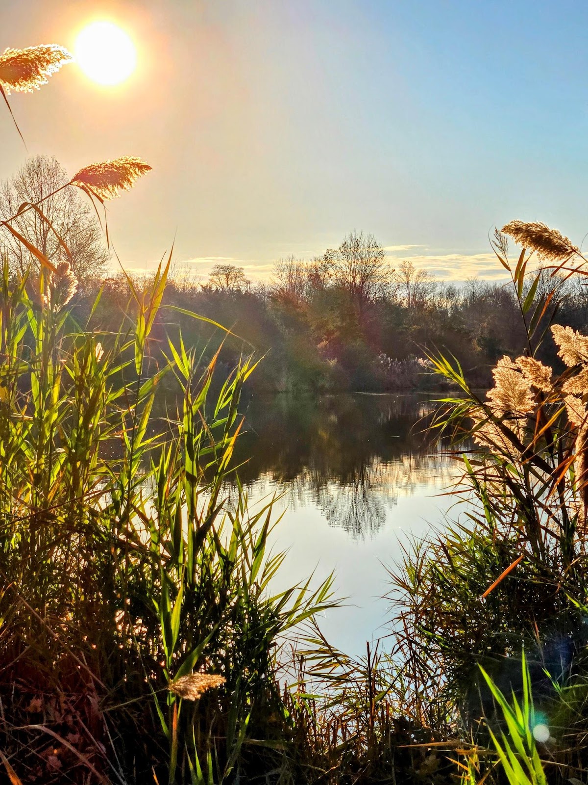 A body of water with plants and trees in the background

Description automatically generated