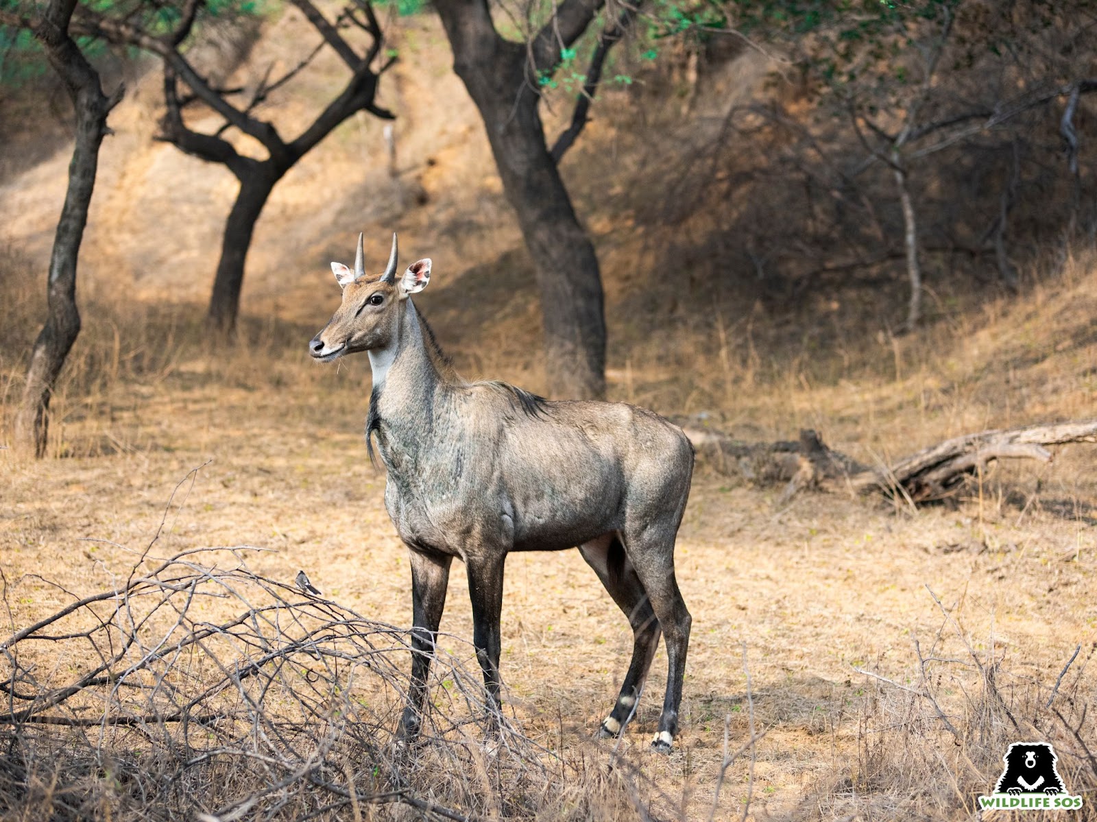 A representative image of a Nilgai