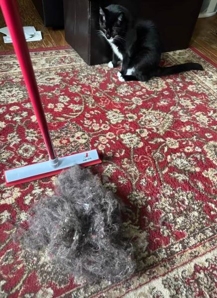 IndigoPetCo Launches Essential Broom for Pet Hair Cleanup