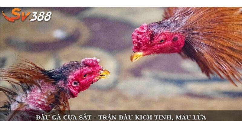 Đấu gà cựa sắt – trận đấu kịch tính, máu lửa