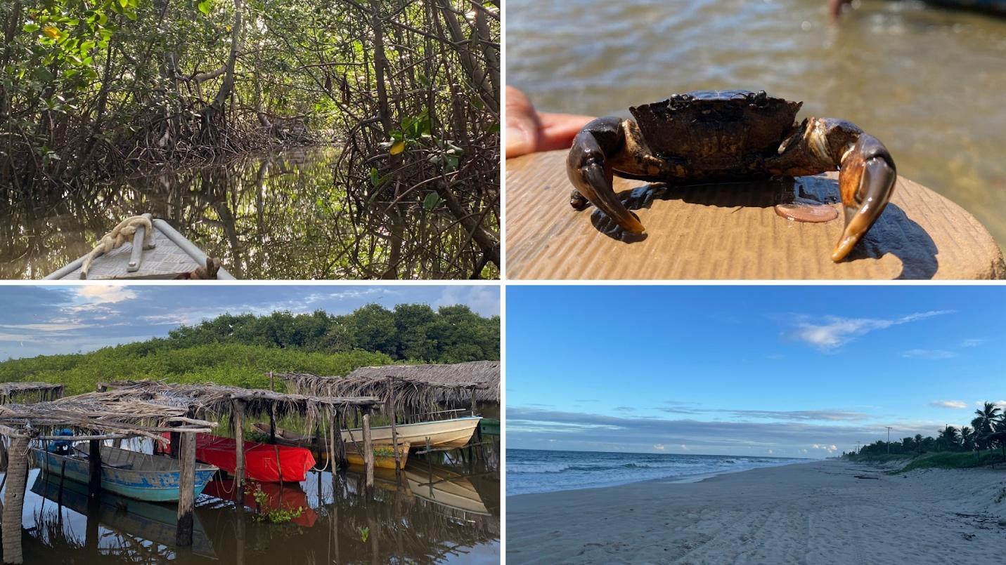 A collage of different images of a beach and a crab

Description automatically generated