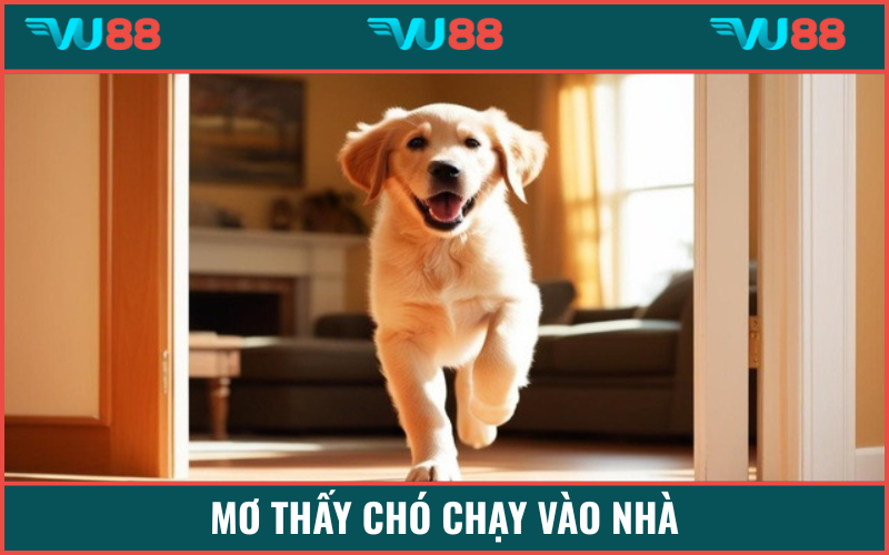 Mộng cún đi vào nhà là điềm báo tài vận gõ cửa