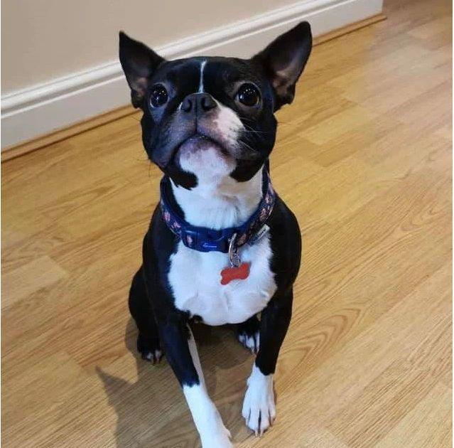 SEND STAMPS PLEASE! Image courtesy of UK Boston Terrier Rescue