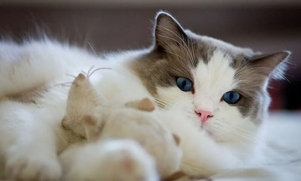 Çalışmalar bulguyu doğrular nitelikte olsa da, kedi sahibi olmak ile şizofreni riskini artması arasında somut bir neden-sonuç ilişkisi tespit edilemedi.