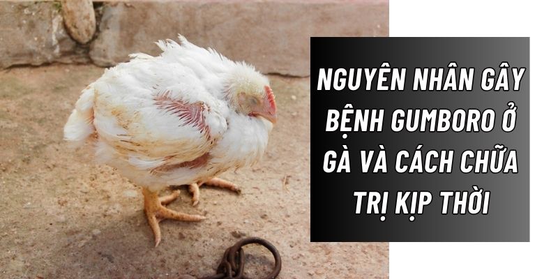 Cùng Daga88 tìm hiểu nguyên nhân và cách chữa trị bệnh Gumboro ở gà kịp thời