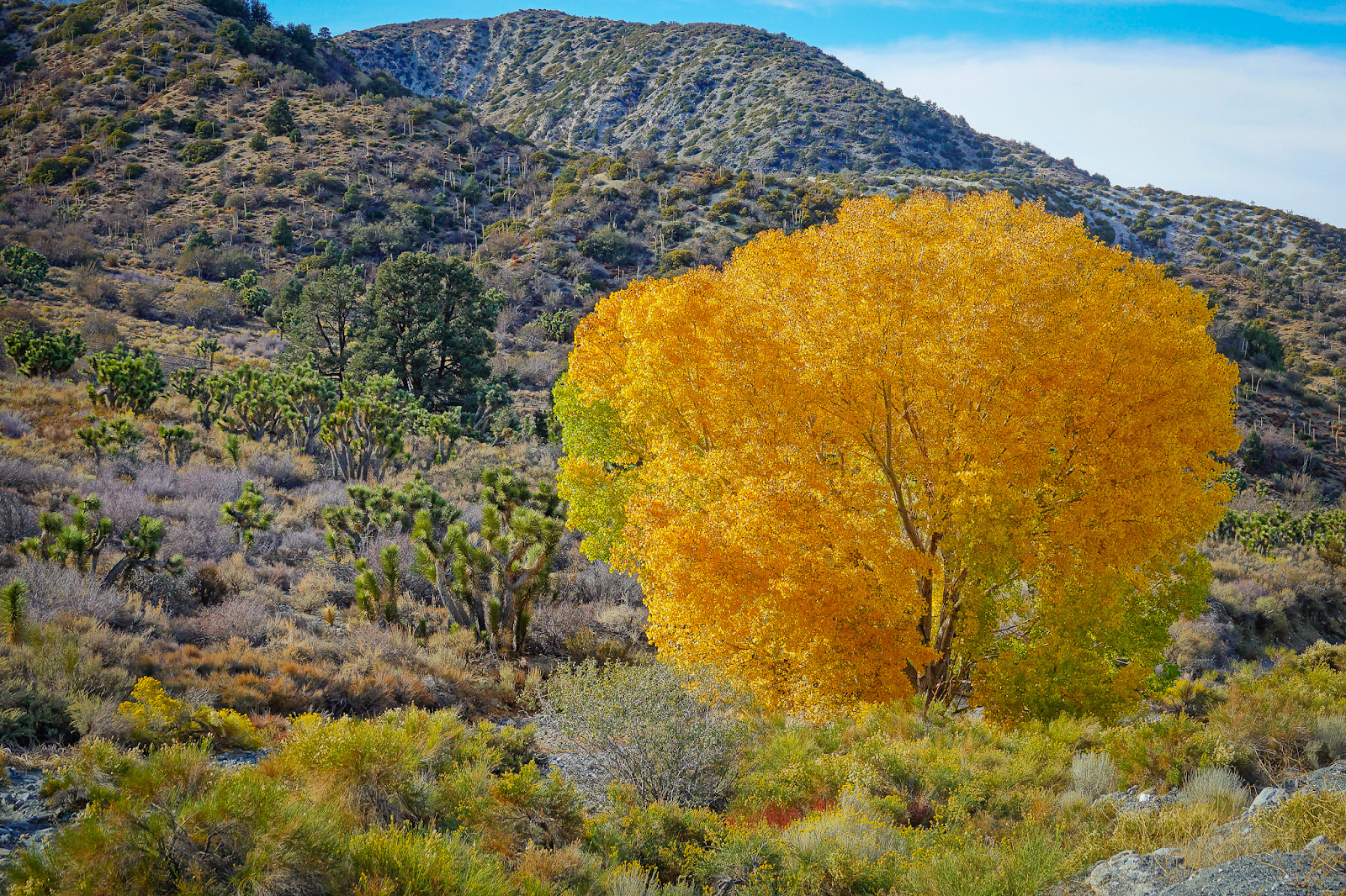 road trip from las vegas to california