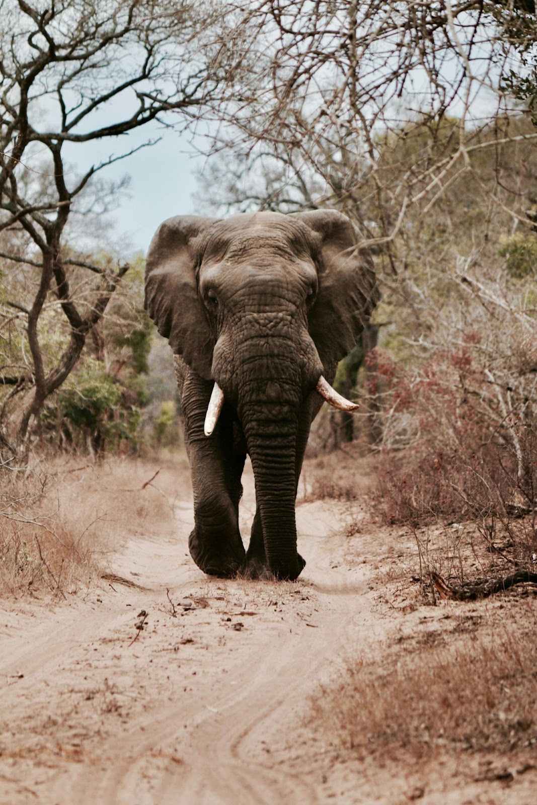 A vegan traveler enjoying a scenic view in South Africa