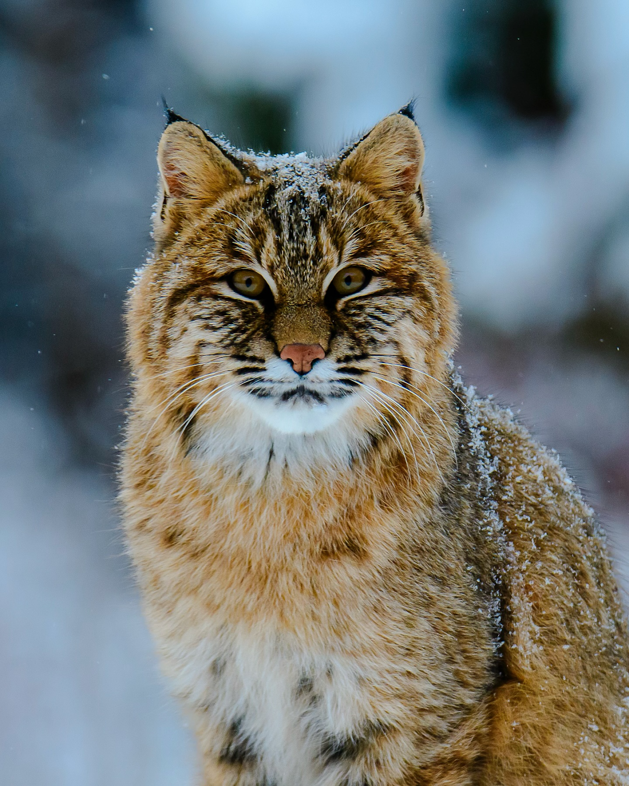 A stunning close-up of an eastern bobcat in the snow, with frost lightly dusting its fur. Captured by @a_dawdling_naturalist.