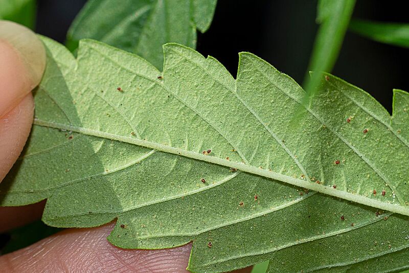 Two-spotted spider mite