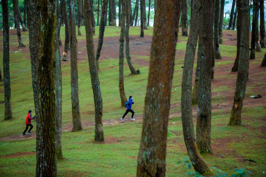 Unique Experiences at Yen Minh Pine Forest.