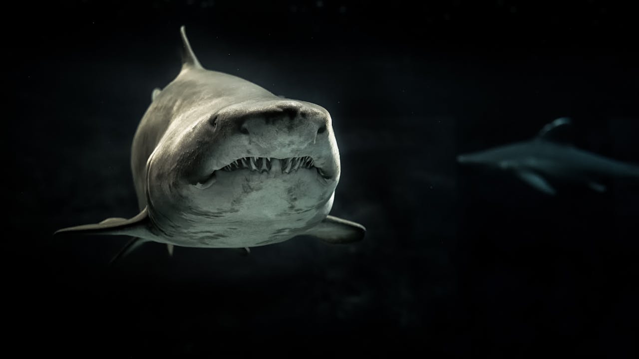 La peau des requins inspire d'autres exemples d'utilisation du biomimétisme, notamment celui de Sharklet technologies