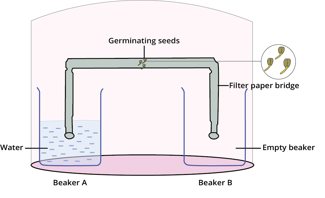 Phenomenon of Hydrotropism