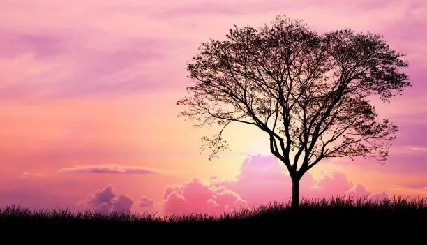 A Glimpse into Nature: 12 Peaceful Landscapes, nature glimpse, peaceful landscapes, nature, landscape, outdoor serenity, scenic photos