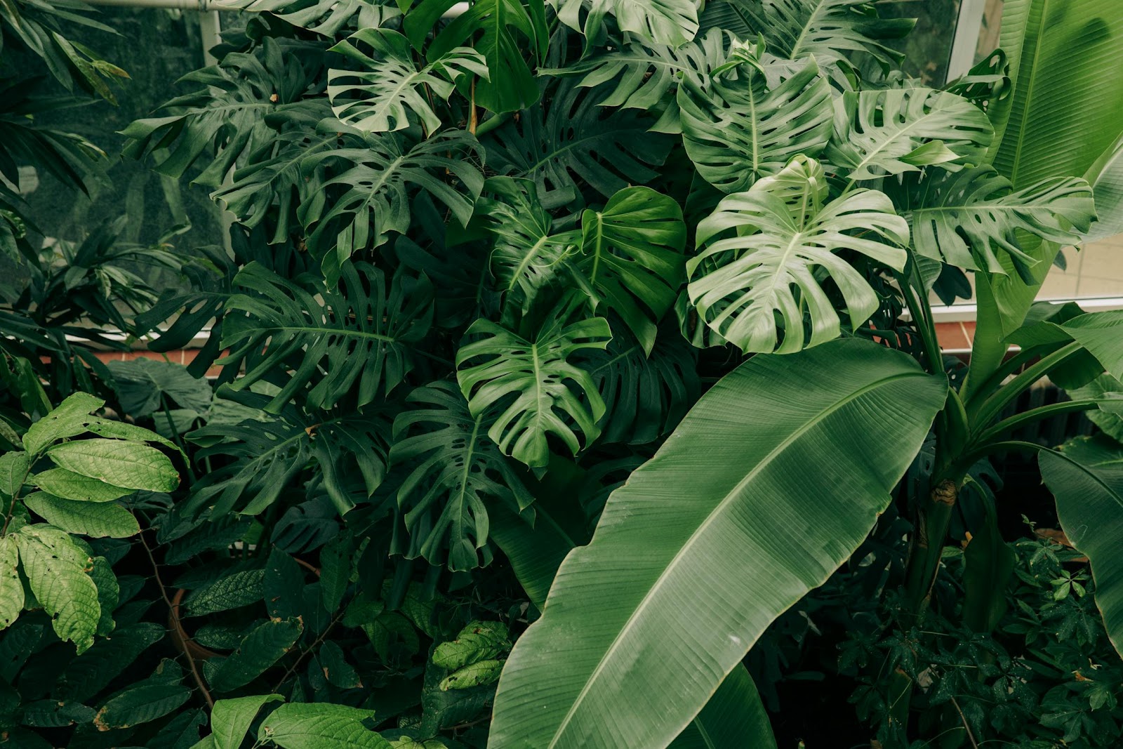 Combinação de folhagens costela-de-adão e mini bananeira, ideais para projetos de paisagismo tropical.