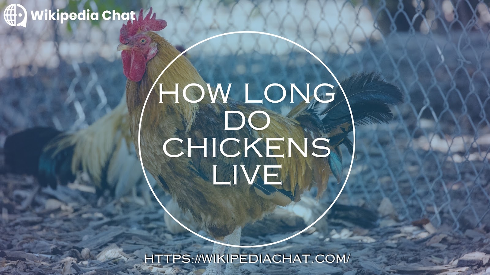 How Long Do Chickens Live