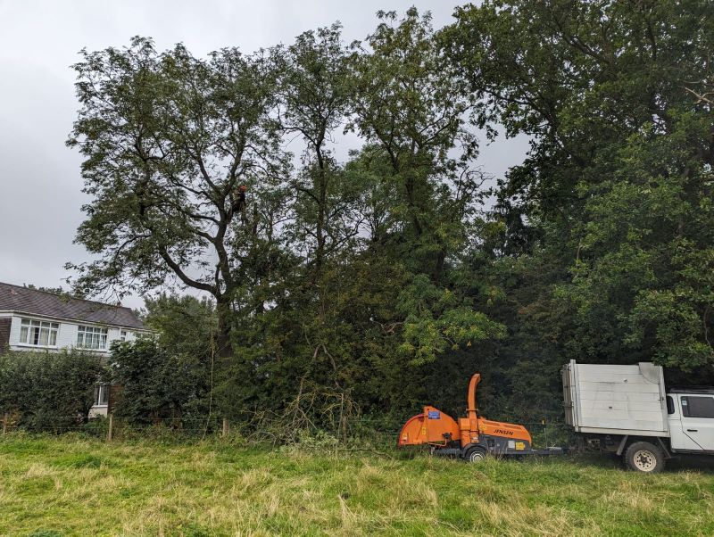 Tree Surgeon Techniques for Storm-Damaged Trees