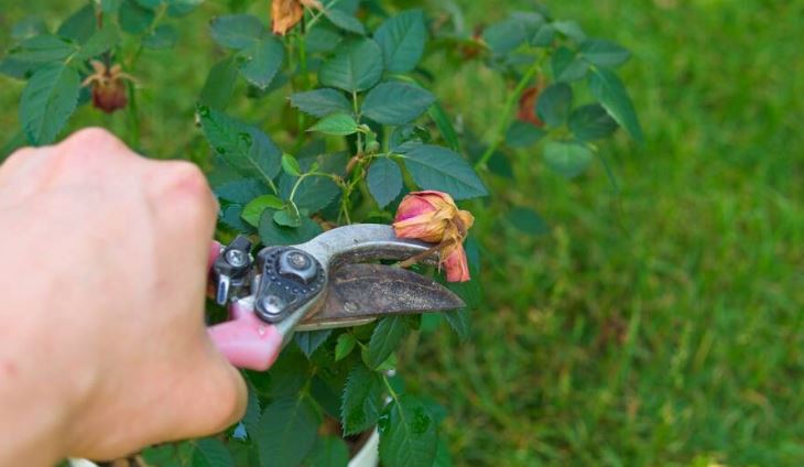 Deadheading: Removing Old Blooms