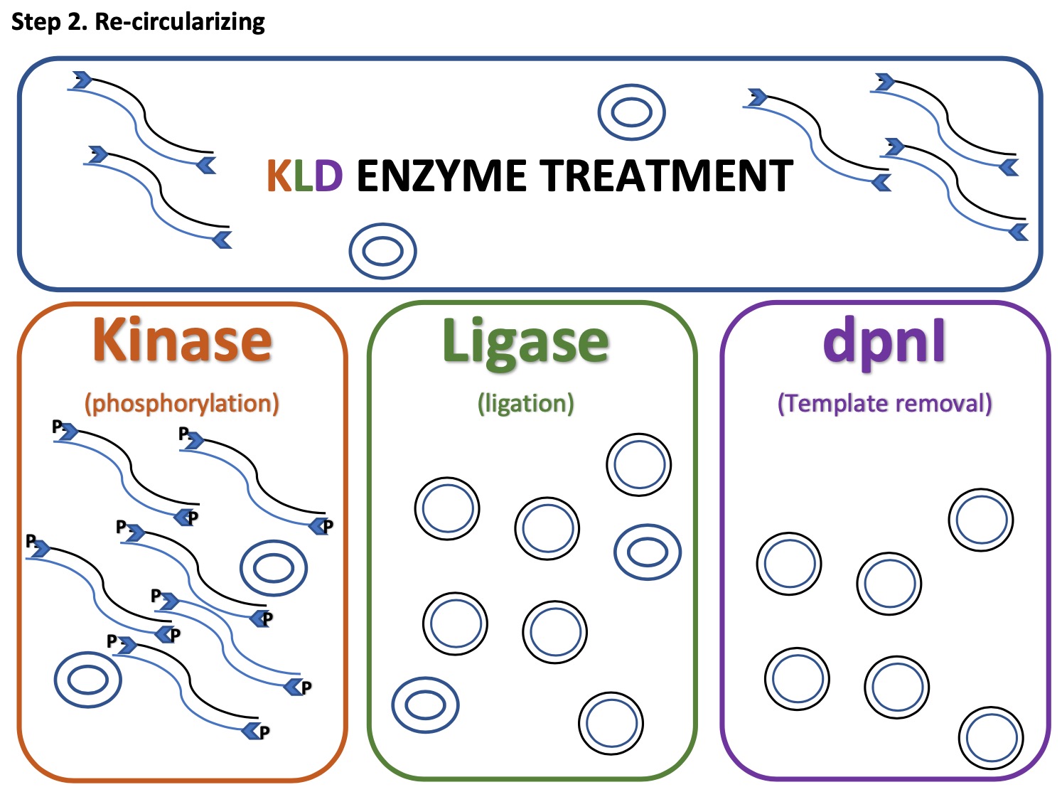 Schematic of step 2 of site-directed mutagenesis. Image description available.