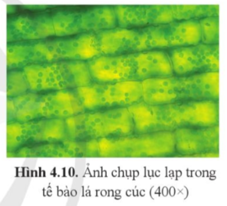 BÀI 4 QUANG HỢP Ở THỰC VẬT