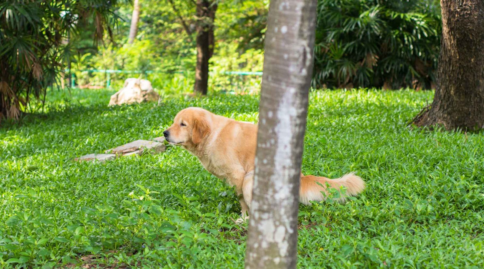 Common Causes of Diarrhea in Dogs and Cats