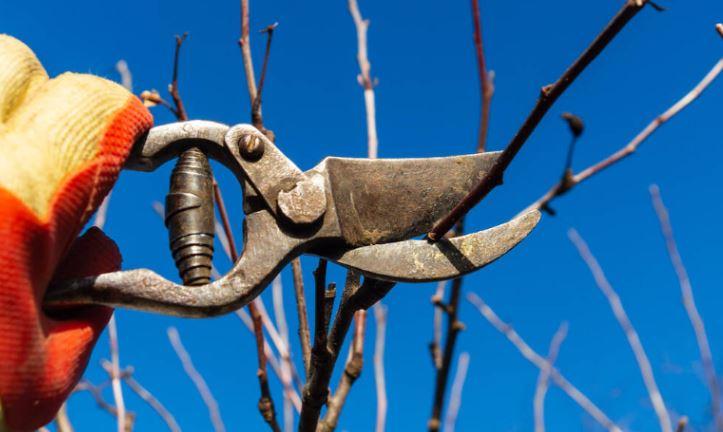 Cleaning and disinfecting pruning shears
