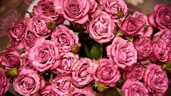 The Charm of Pink Roses: A Gesture of Love and Admiration