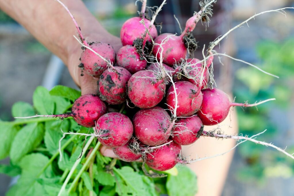 Characteristics of Radish Plant