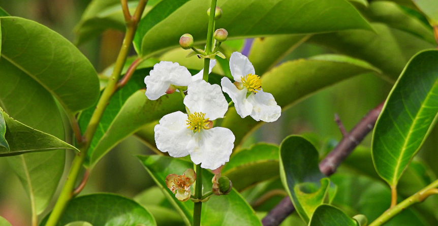 A duck potato plant with white flowers and bright yellow centers.