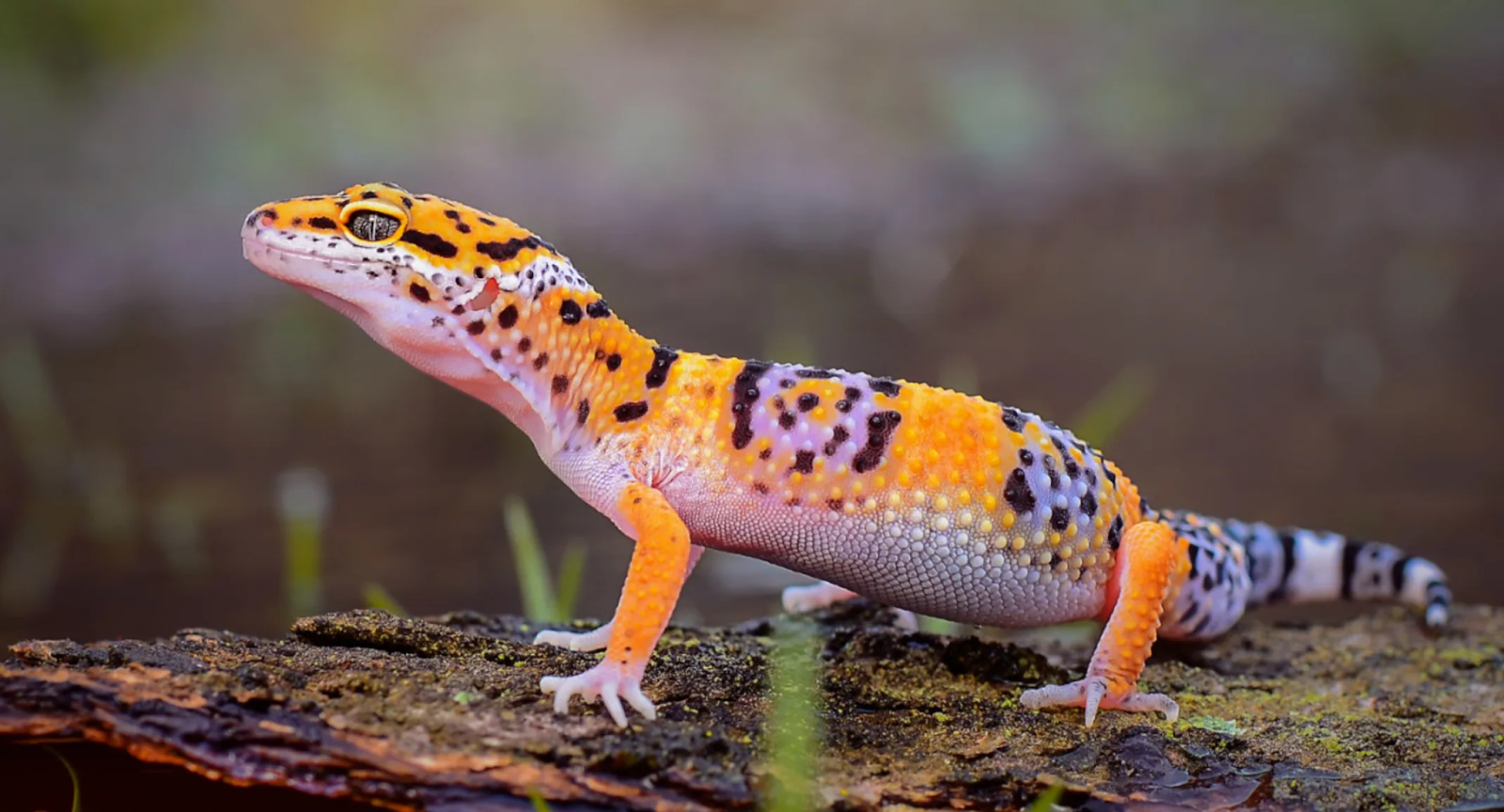 leopard geckos