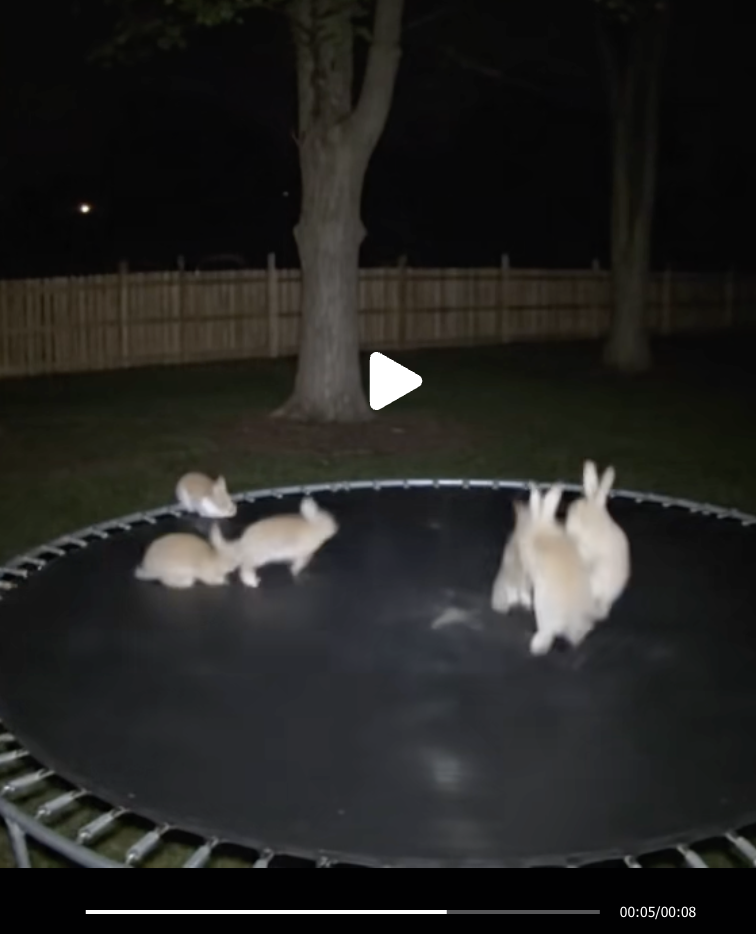 AI Bunnies on Trampoline Causing Crisis of Confidence on TikTok