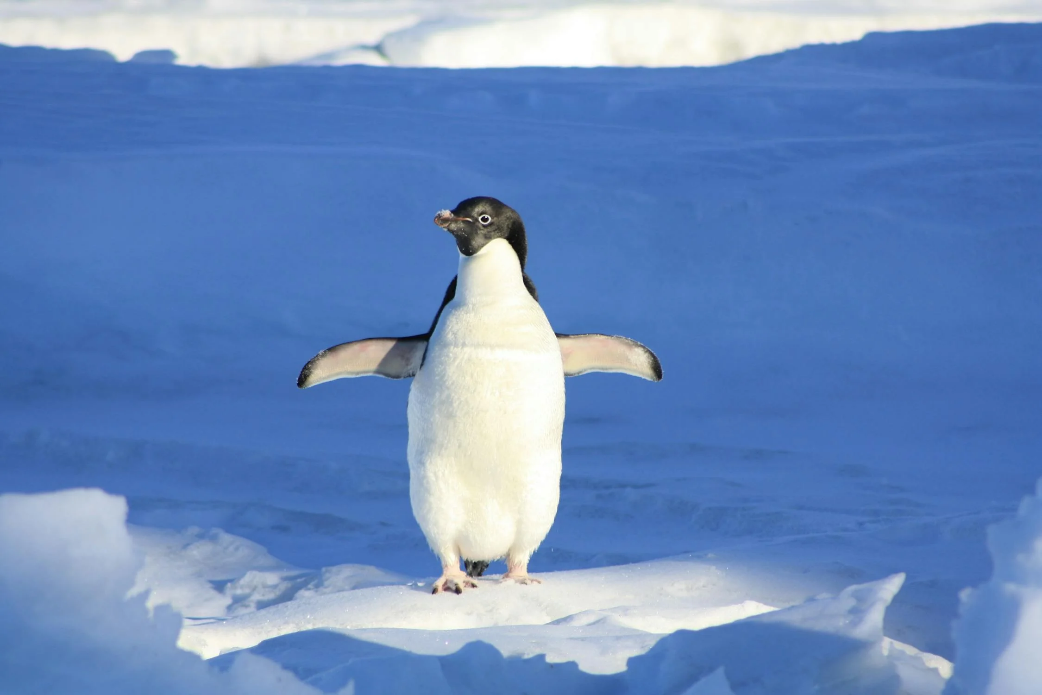 A penguin standing on snowDescription automatically generated