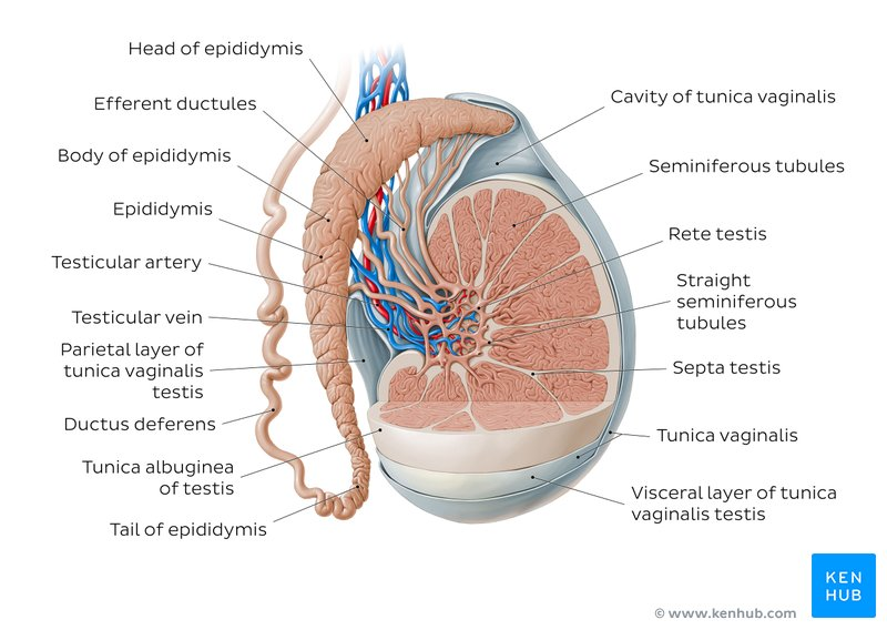 seminiferous tubules<br />