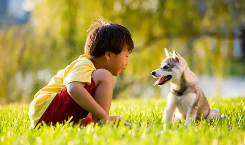 Lợi ích của việc nuôi thú cưng đối với sức khỏe và tinh thần 5