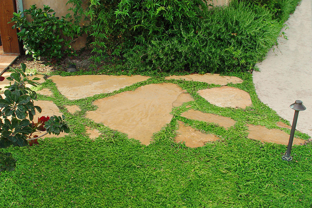 Why Choose Ground Covers Over Grass? Why Choose Ground Covers Over Grass?