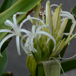 flower name in sanskrit chart
