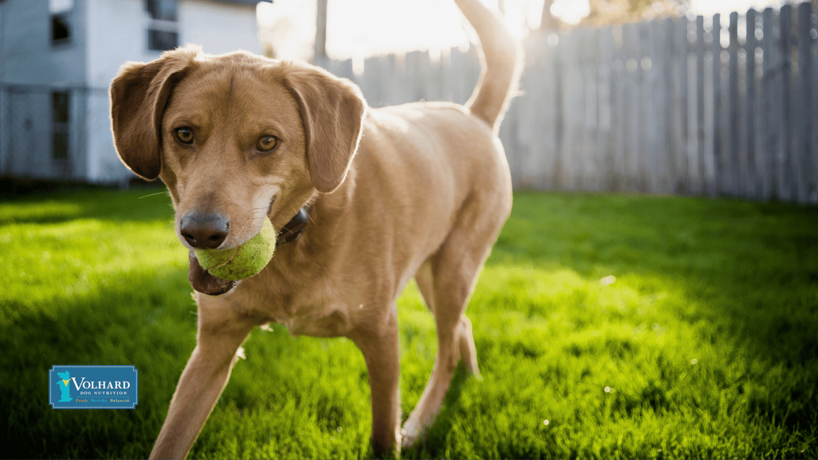 This image depicts a dog with a ball in its mouth in a backyard