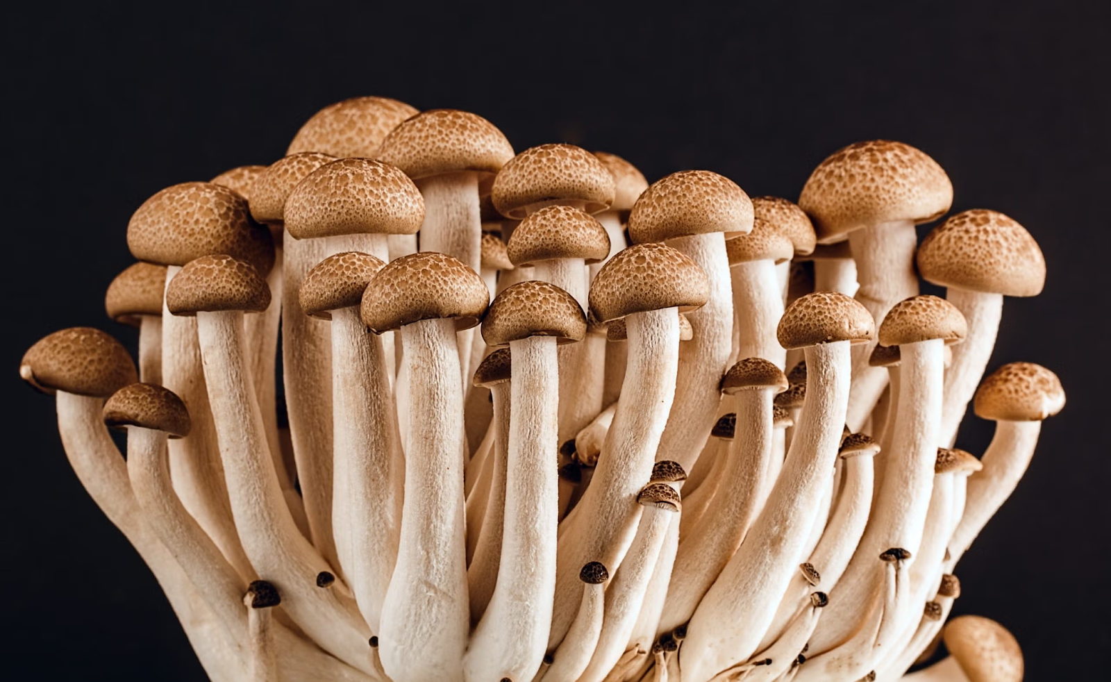 guide to growing mushrooms at home