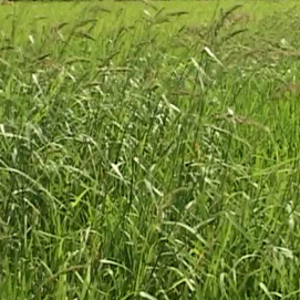         Cỏ lòng vực (Cỏ gạo)     