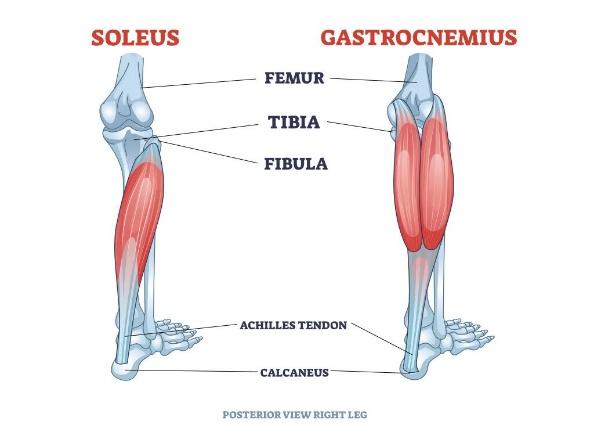 The Posterior Compartment: Gastrocnemius, Soleus, And The Plantaris | 3D  Muscle Lab