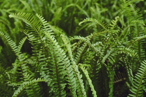 Boston Fern 