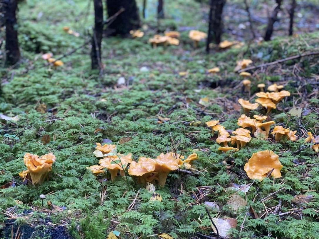 A group of mushrooms growing on the ground  Description automatically generated