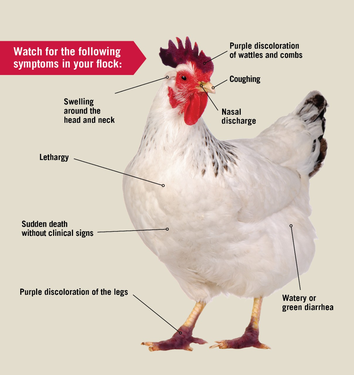 https://vet.uga.edu/wp-content/uploads/2022/03/avianflu.jpg