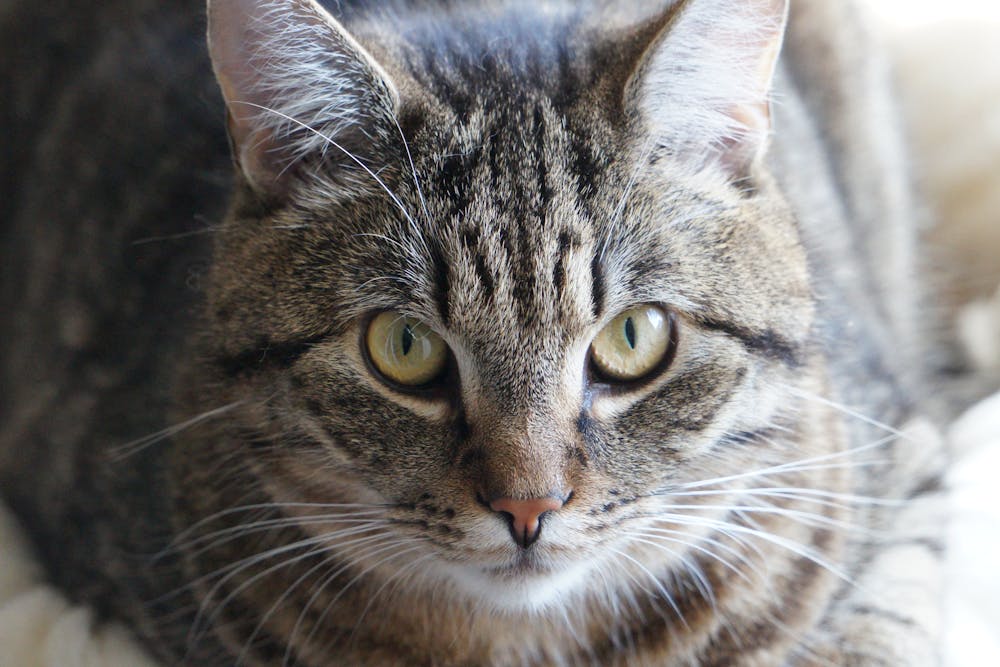 A cat is laying on a blanket with its eyes open