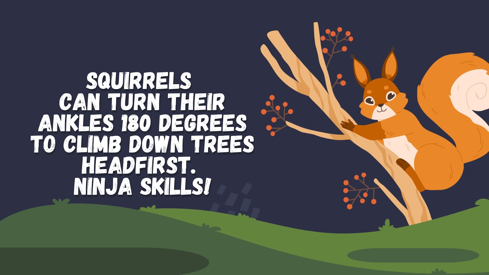 Squirrels can turn their ankles 180 degrees to climb down trees headfirst. Ninja skills!