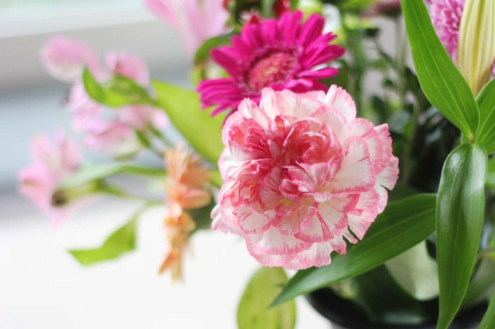 pink and red carnations