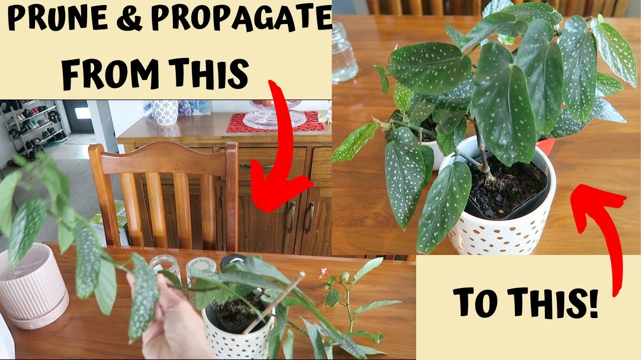 Timely Pruning