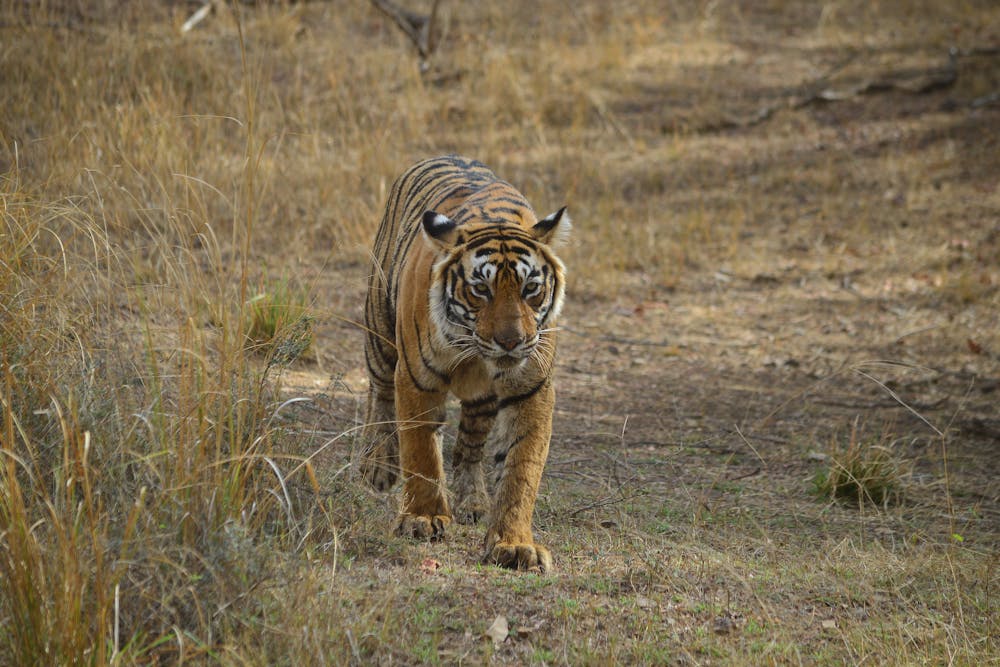 Tiger Lying Down in Forest