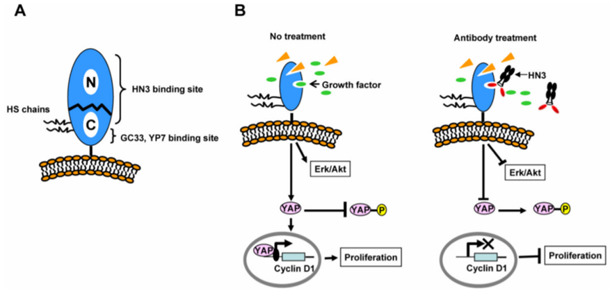 Analysis of GPC3 Antibody Mechanism of Action